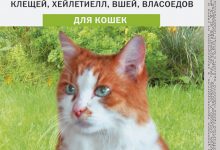 Photo of Что такое капли Барс?