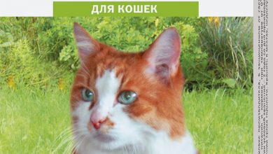 Photo of Что такое капли Барс?