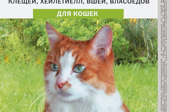 Photo of Что такое капли Барс?